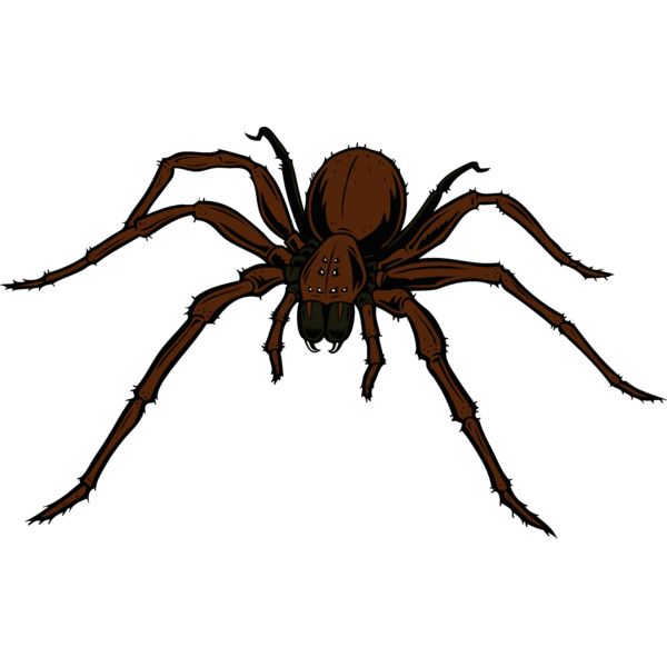 esspider006clr Thumbnail