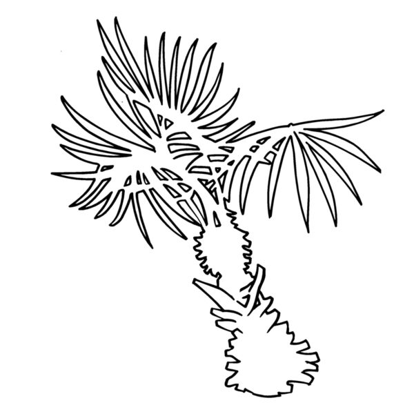 landscapepalm Thumbnail