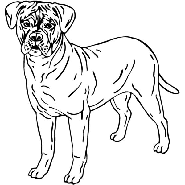 bullmastiff 01 Thumbnail