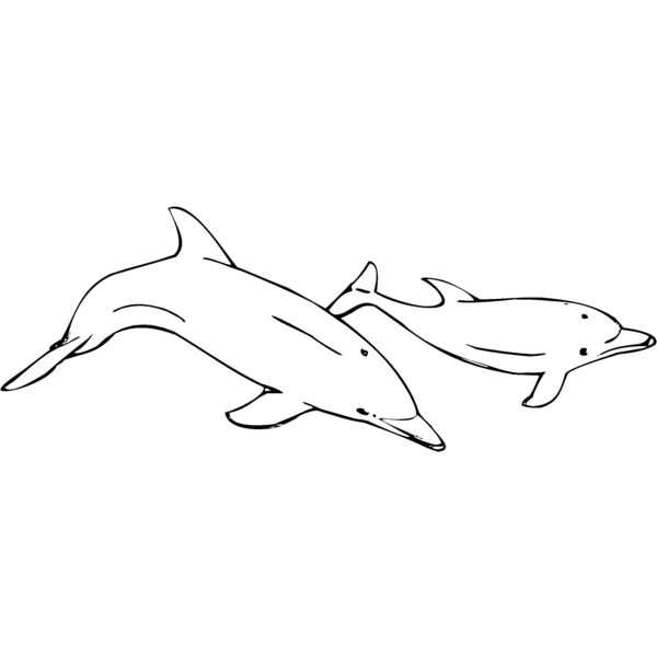 bottlenosedolphin Thumbnail