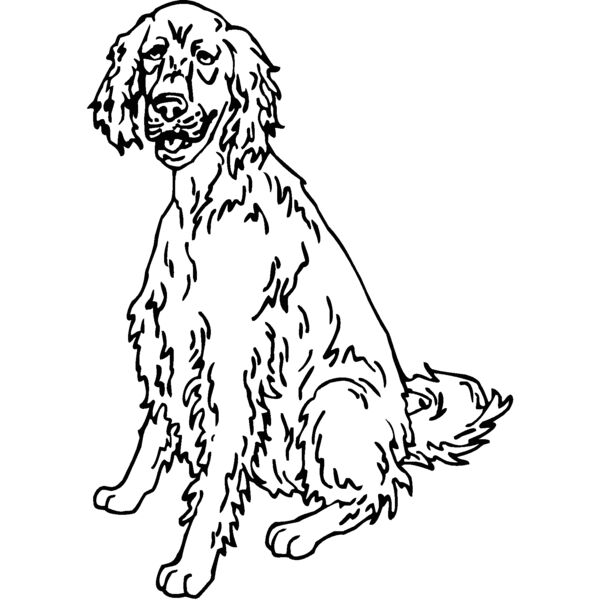 english setter Thumbnail