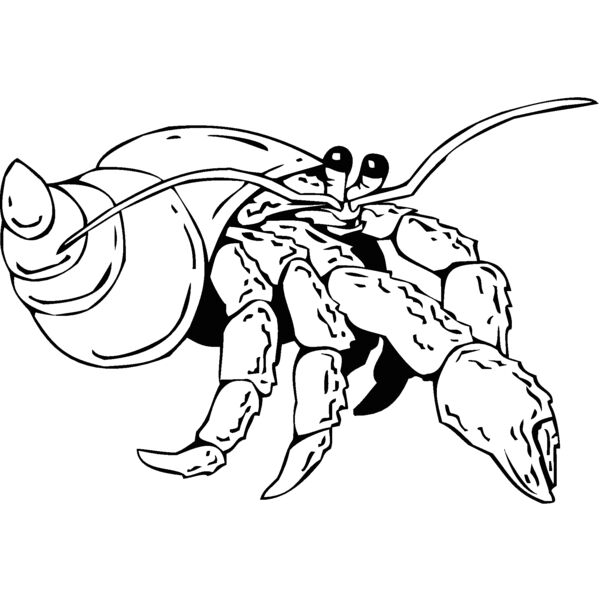 hermit crab 2 Thumbnail