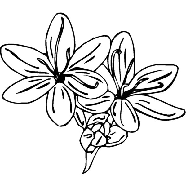 schizanthus Thumbnail