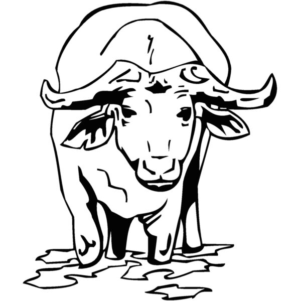 water buffalo Thumbnail