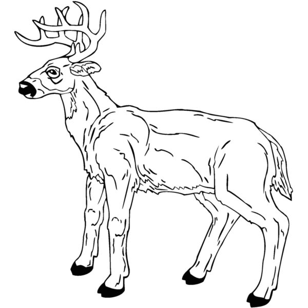 deer 7 Thumbnail