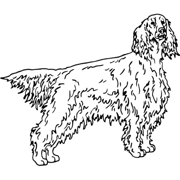 irish setter Thumbnail