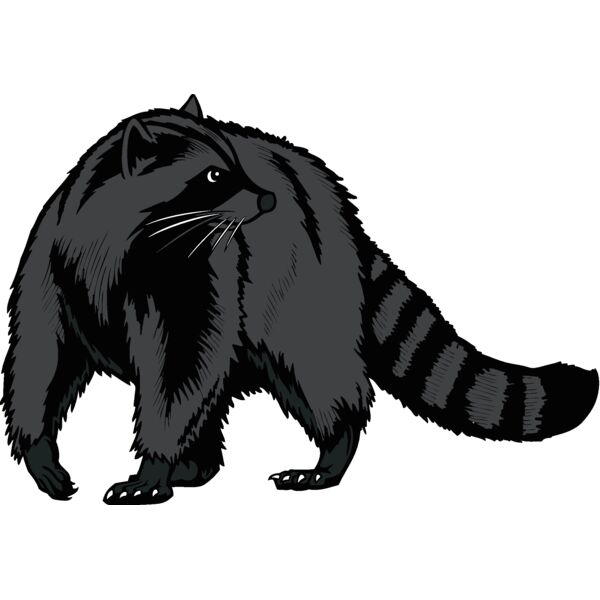 raccoon02v4clr Thumbnail