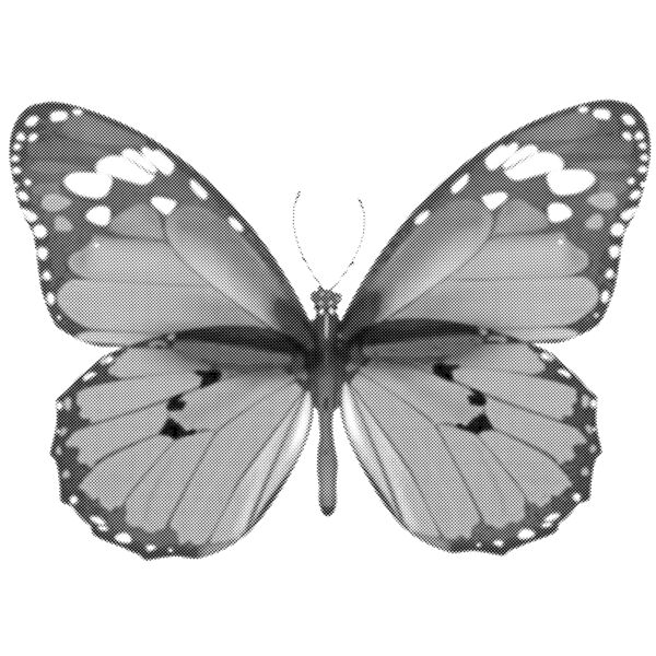 butterfly Thumbnail