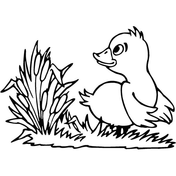 duck5 Thumbnail