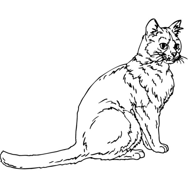 cat7 Thumbnail